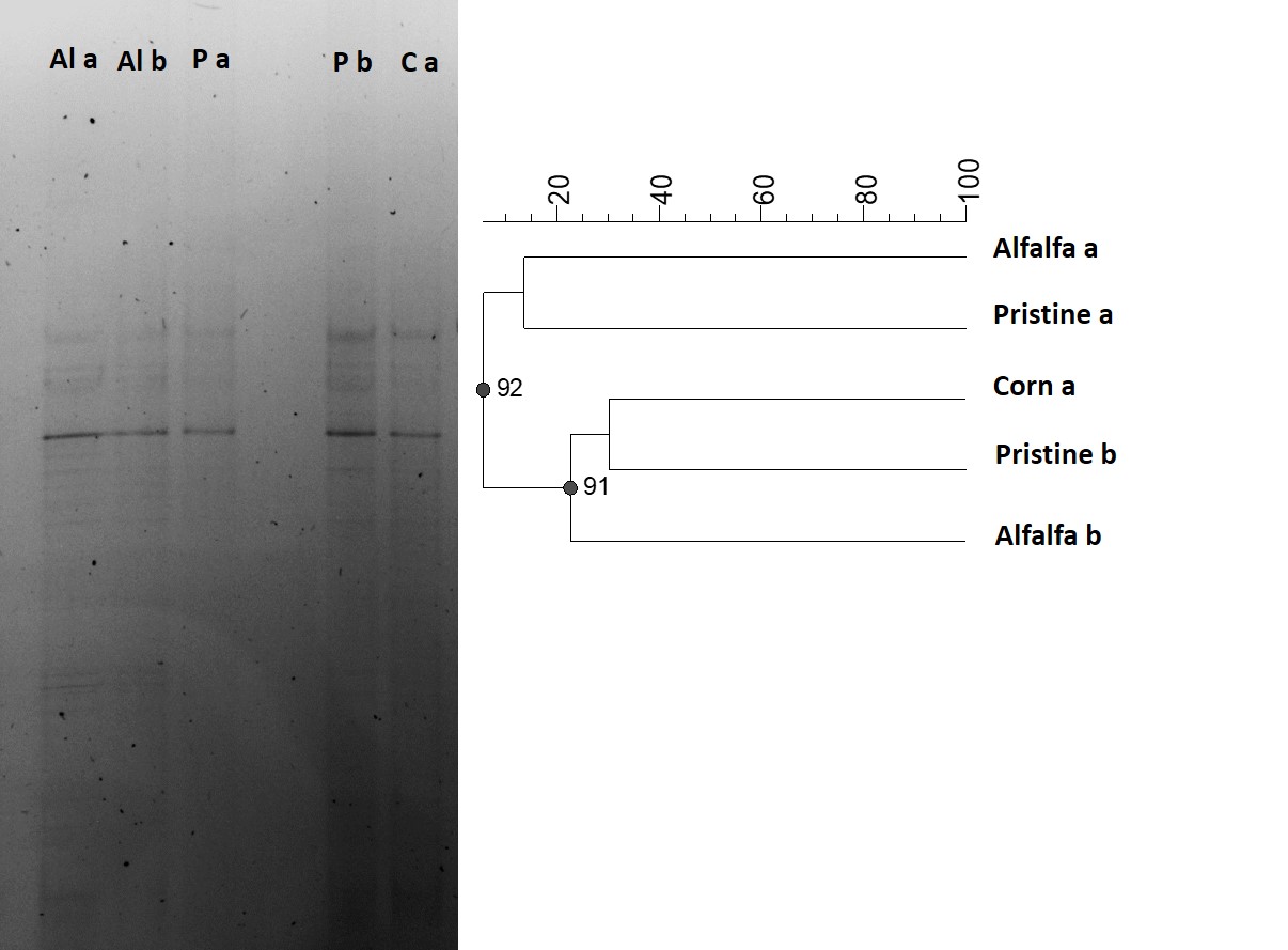 DGGE analysis. A) DGGE gel
from the 16S rDNA gene retrieved from soil samples of three different
environments (a and b indicate sub-samples). B) UPGMA dendrogram from DGGE
profiles. The scale bar represents dissimilarity among samples. Consistency of
each cluster was measured by the Cophenetic correlation coefficient shown at
each node. 

 