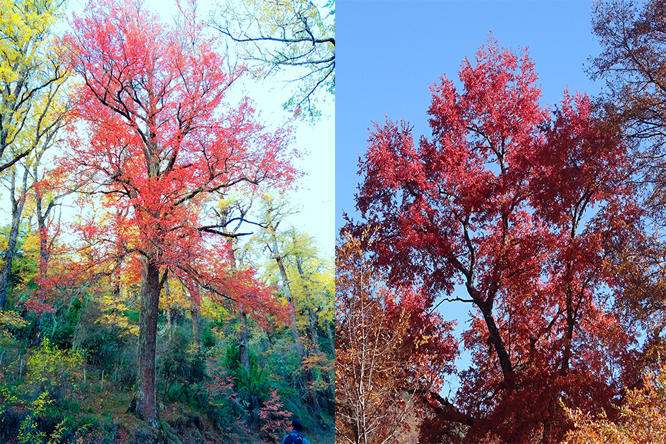 Arboles de raulí del cerro Curruhuinca, San Martín de los Andes, fotografiados en mayo.