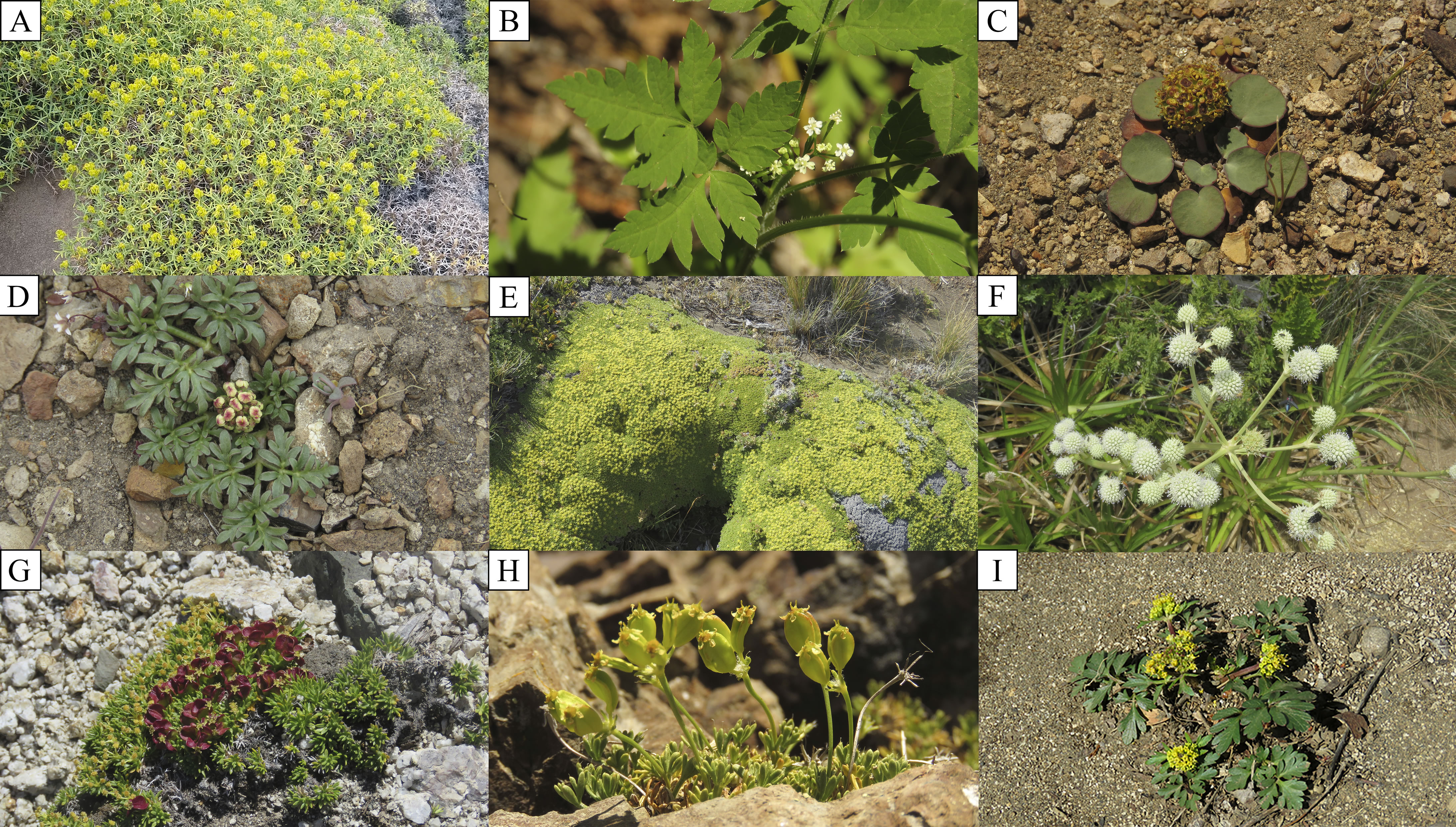 Diversidad de apiáceas en la Patagonia.