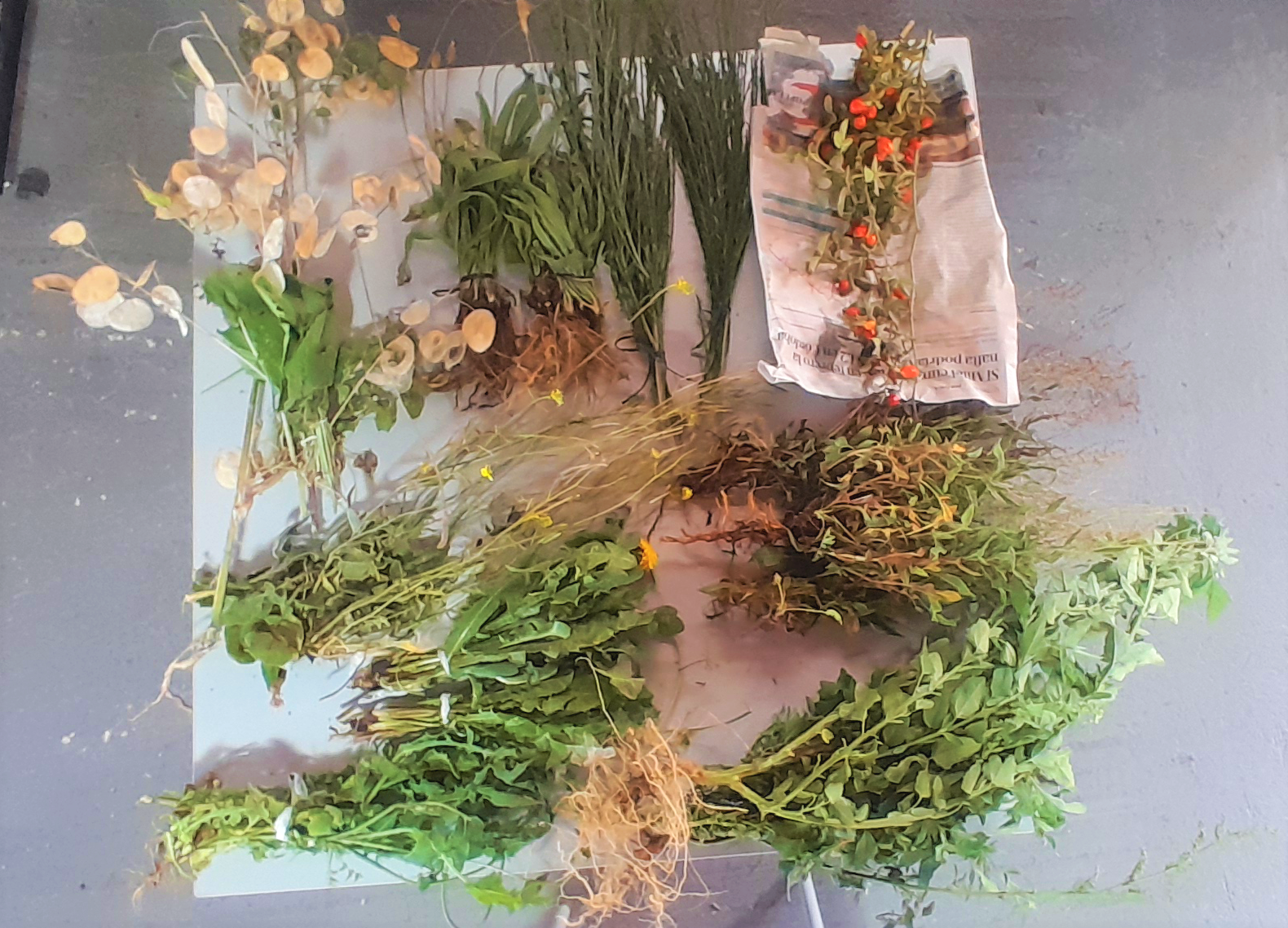 Buenezas comestibles abundantes en Bariloche. Ejemplares frescos utilizadas en el taller.